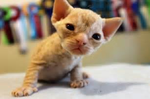 Find Devon Rex kittens for sale in Kent on Pets4Homes - UK's largest pet classifieds site to buy and sell kittens near you. . Devon rex breeders new jersey